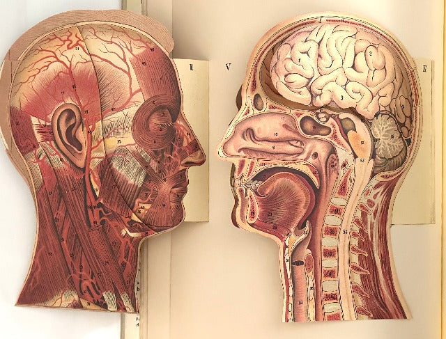 The Fold-Out Atlas of the Human Body (A Three Dimensional Book)