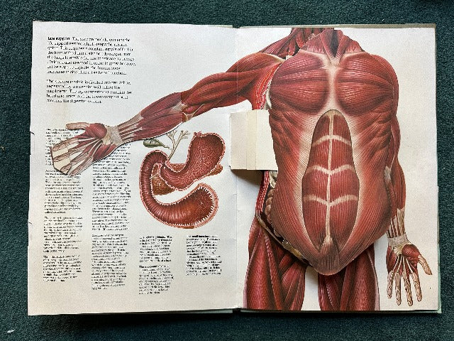 The Human Body: With Three-Dimensional, Movable Illustrations Showing the Workings of the Human Body