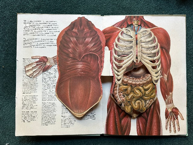 The Human Body: With Three-Dimensional, Movable Illustrations Showing the Workings of the Human Body