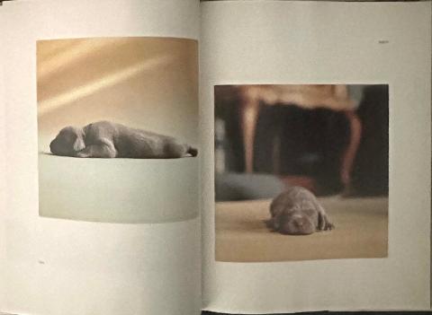 William Wegman Puppies